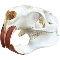 Amazon.co.jp: ビーバーの頭蓋骨標本-実物の動物の骨1：1等身大