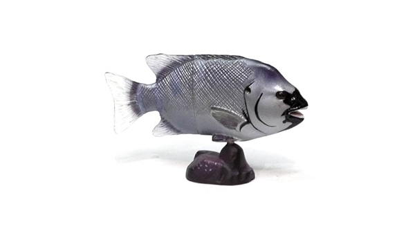 Amazon 食玩 チョコエッグ 日本の動物 第5弾 141 イシダイ 通販