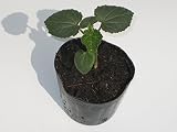 岩手県産 オクラ 苗
