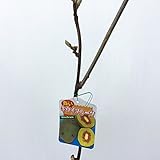 キウイ 苗木 紅妃（こうひ） 12cmポット苗（赤実メス） キウイ苗