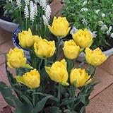 チューリップ　モンテカルロ　５球入