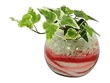 花市場直送便 アイビー(カラーサンド植え) バブルボール8cm ピンク/赤