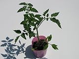 岩手県産 トマト(桃太郎) 苗 (実生)