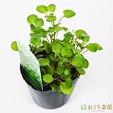 クレソン 【苗】 ９ ｃｍ ポット ＜当店は 苗 種 鉢 培養土 ニーム の専門店＞