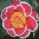 交配種・その他 タマビューティー 12cmポット 1本