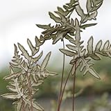 [ シダ ] ヒメウラジロシダ