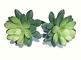 TomYumKung2 x 5.5" Pachyveria, Artificial Succulent Plants