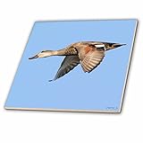 3drose CT _ 45589 _ 1メスオカヨシガモDuck in FlightオカヨシガモBolsa Chica Wetlands、カリフォルニアセラミックタイル、4インチ