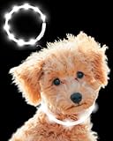 【獣医歴25年の獣医師監修】Qbit LED 光る首輪 【ペットに優しい素材】 犬 猫 光る 首輪 ライト 夜 散歩 USB充電式 Type-C 小型犬 中型犬 大型犬 サイズ調節可能 (オレンジ)
