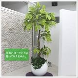 ・Funderful 人工観葉植物 光触媒 パキラ 160cm