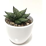 Amazon 株 赤塚植物園 珍しい サンスベリア ハニークリーム 3 5号 白陶器鉢仕様 花 Amazon 株 赤塚植物園 珍しい サンスベリア ハニークリーム 3 5号 白陶器鉢仕様 花