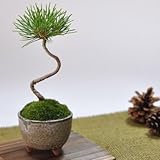 盆栽妙 くろまつミニミニ鉢 幅6cm×樹高11cm