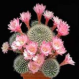 100 Pcs Mixed Cactus Seeds Indoor Multifarious Ornamental Plants Seed Rare Succulents Flower Seeds C