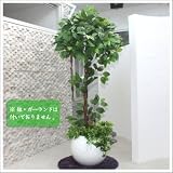 人工観葉植物 光触媒 月桂樹 160cm