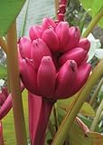 Musa velutina pink - Pink Velvet Banana - 10 seeds