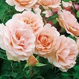 バラ苗 ミセスアイリスクロウ　国産大苗6号スリット鉢 フロリバンダ(FL) 四季咲き中輪　ピンク系