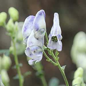 Amazon 紫桜館山の花屋 二色咲きトリカブト 9cmポット苗 鳥兜 アコニタム クラウディ 8 31今季開花終了 地上部無しでお届け 花