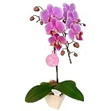 胡蝶蘭 ギフト 3号鉢 2本立 ／ラッピング＆メッセージ無料花のプレゼント 生花 鉢植え 開店祝いに 母の日 父の日 敬老の日 おじいちゃん おばあちゃん (ピンク01)