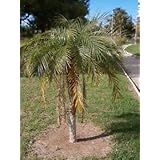 Amazon シップソンパンナーヤシ ナツメヤシ の種 10粒 種