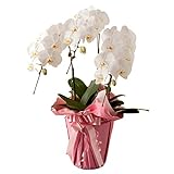 翌日配達お花屋さん　コチョーラン鉢植え（胡蝶蘭3本立・カード付き）ビジネス・開店祝・移転祝・開業祝・周年記念・新築祝・就任祝・昇進祝・お中元・お歳暮・各種お祝用 花の配達便!