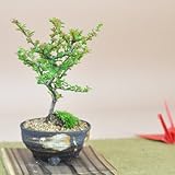 盆栽妙 紅紫檀(べにしたん)　 幅13cm×樹高15cm
