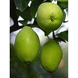 果樹苗 大実カリン 1年生