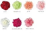 ロザヴィ社製カーネーション　スプレーサイズ[ピンクフランボアーズ]　　１輪１０％オフ　【プリザーブドフラワー】【カーネ】【単品】【花材】