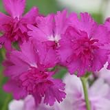 [ 日本桜草 八重咲き ] 夕景色