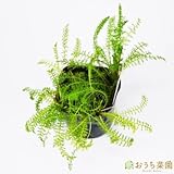 ヤロウ ホワイト 【苗】 ９ ｃｍ ポット ＜当店は 苗 種 鉢 培養土 ニーム の専門店＞