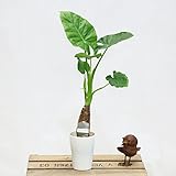 観葉植物:クワズイモ*プラポット