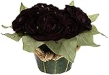 Sia Velvety Dozen Roses Centerpiece, Noir, 8-Inch Diameter [並行輸入品]