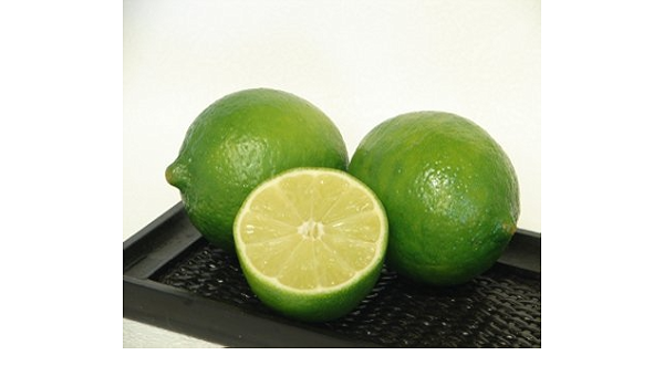 Amazon メキシカンライム 接木苗 苗 Amazon メキシカンライム 接木苗 苗