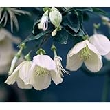 クレマチス：ジングルベル4.5号ポット[2年生苗]（冬咲き・シルホサ系） ノーブランド品