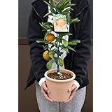 みかん鉢植え 食べれる鉢植えみかん 自宅で果樹栽培