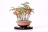 ハゼの木立盆栽　信楽焼の素敵な鉢付き　卓上盆栽ギフトプレゼントに