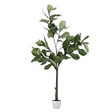 不二貿易 観葉植物 フィカス カシワバゴム 高さ155cm グリーン 52691