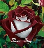 20 Abracadabra Rose seeds,rare color ,Osiria Rose gorgeous flower seeds for planting in pot or groun