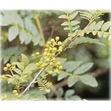 山椒（サンショウ）：ブドウ山椒4～5号ポット[実どり用の高級品種] ノーブランド品