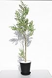 インテリアグリーン人工観葉植物・トリネコ黒鉢受け皿付き、光触媒製品