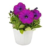 花市場直送便 花苗 ペチュニア 紫 8入