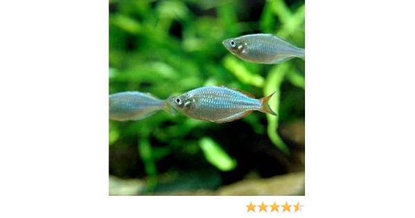 Amazon 熱帯魚 ネオンドワーフ レインボー ４匹 北海道 九州航空便要保温 Charm チャーム 観賞魚 水中生物 通販