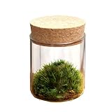 (観葉)苔Terrarium ヤマゴケ コルクボトル ミニ 説明書付 テラリウムキット 本州・四国限定[生体]
