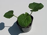 岩手県産 プリンスメロン 苗 (実生)