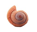 コンク枕オフィスクッションリアルな海洋生物人形おかしいぬいぐるみギフト