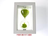 砂時計　30分計 (ホワイト枠グリーン砂)