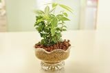［寄せ植え3種］ハイドロカルチャー　観葉植物　　デザートグラス