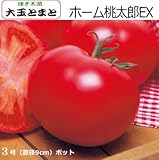 接ぎ木 大玉トマト 苗 ホーム桃太郎EX トマト (接ぎ木)