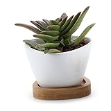 T4U 8CM 陶器鉢 白 不規則三角形デザイン 植木鉢 多肉植物 サボテン鉢 竹トレイ付き