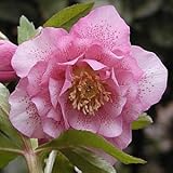 Ｍ＆Ｂフローラ(旧ミヨシ) 【クリスマスローズ エレガンスピンクスポット】 ポット苗