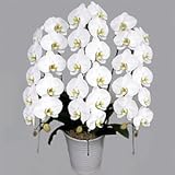 胡蝶蘭 ホワイト ロッキー３本立